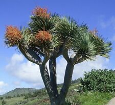 SAMEN DRACHEN-BAUM Kanarischer Drachen-Blut-Baum Topf-Pflanze exotische Pflanzen