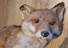 Tierpräparat Rotfuchs