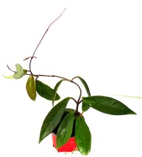 -   HOYA  -   Porzellanblume Wachsblume Zimmerpflanze