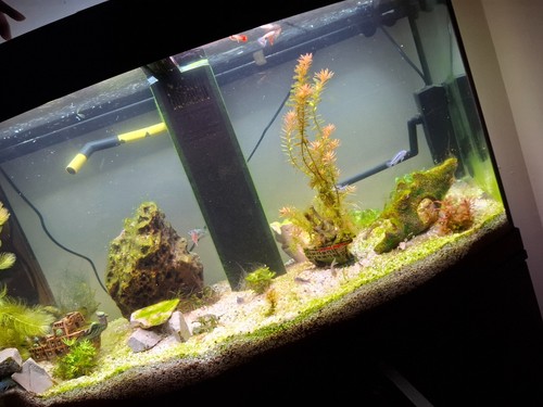 Aquarium komplett mit - komplett,