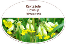 Kuhschlupfblüten Kräuter Gesunder Tee/Lot.Primula veris/getrocknet/für Körper/Unikat/etc.