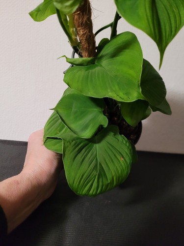 Rarität selten philodendron - selten,
