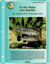 Der "Schwarze Prinz" Characodon audax / Aquariuminfokarte