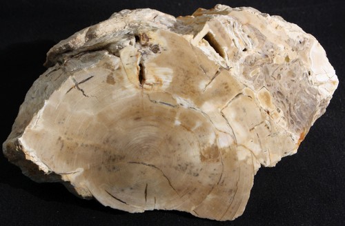 Versteinertes holz slowakei - holz,