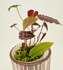 Discorea sp. Black seltene