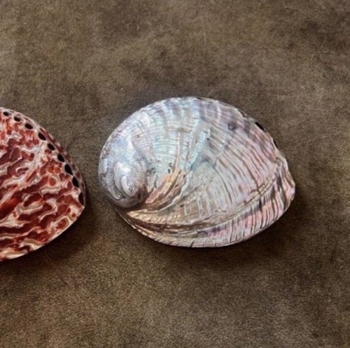 Abalone muschel poliert - muschel,