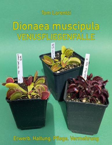 Dionaea muscipula tom lorentzi - muscipula,