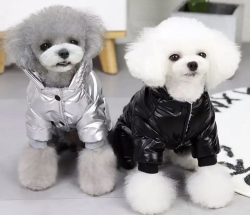 Luxus hunde - 🐕luxus,