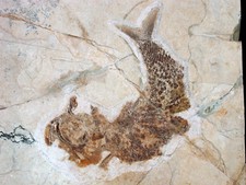 Malm  Siemensichthys sp.  Seltener Knochenfisch  Plattenkalk  Solnhofen  KE28-2