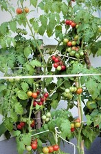 Balkon Tomate rot Cherrytomate