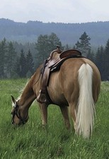 Custom Sattel, Sattlerei D