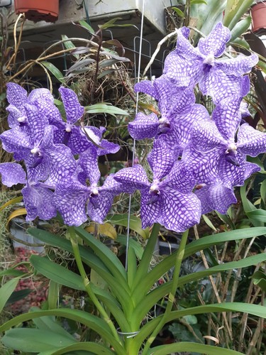 Orchidee vanda hybride - orchidee, vanda-hybride