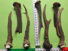 Rehstangen    Hirschhorn