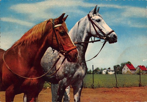 Tiere apfelschimmel und - apfelschimmel,