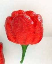 Schärfe-Weltrkord Chilli Scorpion Pflanze für die Wohnung drinnen Zimmerpflanze