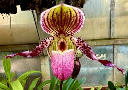 Paphiopedilum wizard wings - wizard, new