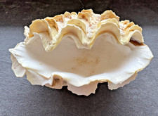 Große Dekomuschel 15 cm – natürliche Muschelhälfte – weiße Schale – maritime Dek