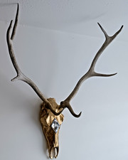 Hirschgeweih Wandobjekt In