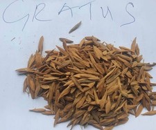 Strophanthus Gratus Samen, ca