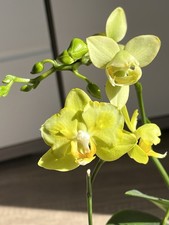 2 Orchideen Phalaenopsis Table
