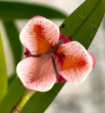 Dracula Species sodiroi kräftige Pflanze Orchidee Masdevallia