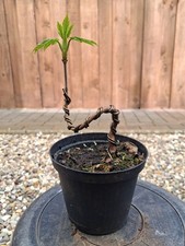 Bergahorn, Pre Bonsai, Bonsai