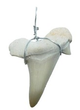 Haifisch - Zahn versteinert