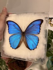 Blauer morphofalter morpho - blauer, (morpho