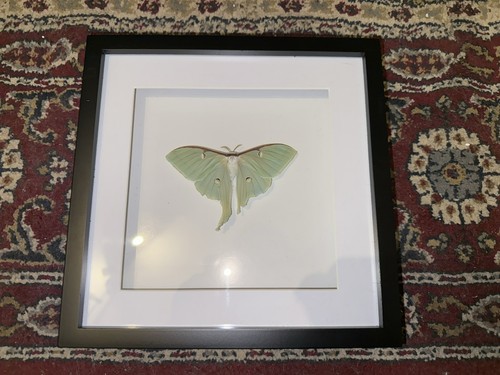 Schmetterling motte präparat - schmetterling,