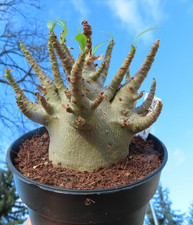 Adenium obesum Wüstenrose Caudex verzweigt Baobab Nr 107