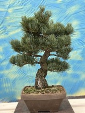 Joe Bonsai Mädchenkiefer Kiefer Pinus pentaphylla  Schale China Antik Pine Pinus