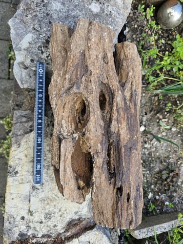 Groß versteinertes holz - groß,