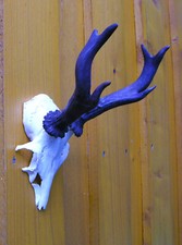 Rehgehörn Rehgeweih Gehörn Trophäe Geweih Dekoration Landhaus Reh Hirsch Deko