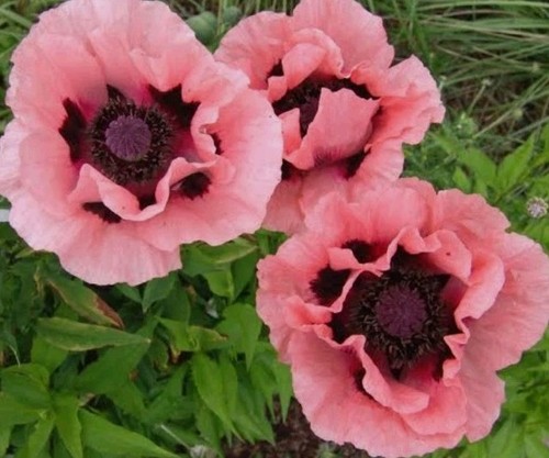 Mohn 100 samen bio feuer - mohn,