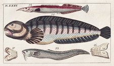 Snakefish Ophidium Anarhichas