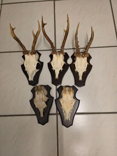 Gehörne vom bock rehwild - 5,