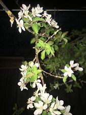 Blumen Topf Zier Apfel Baum