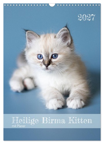 Heilige birma kitten kalender - birma,