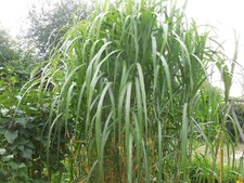 Pflanze/Staude Schilf grün