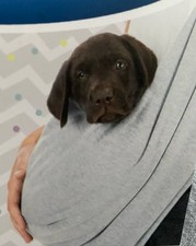 TRIXIE Junior Fronttasche Soft