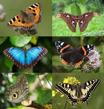 3D Ansichtskarte Schmetterlinge Postkarte Wackelkarte Hologrammkarte Tier Falter