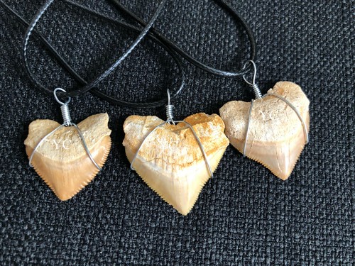 Shark tooth haifisch corax - haifisch,