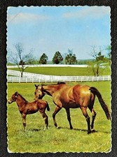 Pferdepostkarte, AK Pferde