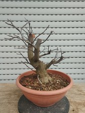 Bonsai cercis siliquastrum - cercis,