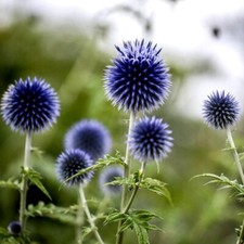 Kugeldistel (Echinops) ; 100 Samen für 2,50 Euro.