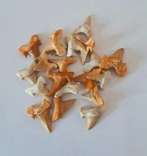 fossiler versteinerter