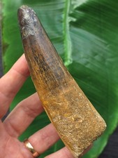 12,5 cm massiver Zahn des Spinosaurus - Dinosaurier Fossil Zahn