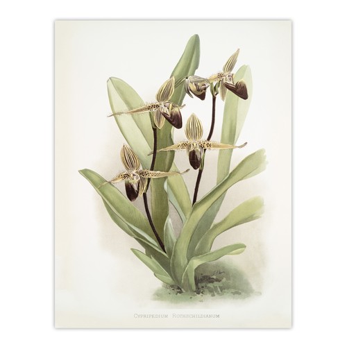 Frederick sander cypripedium - frederick,