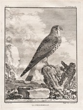 Falke falcon Faucon Turmfalke