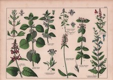 Chromo-Lithografie 1887: Pflanzen. Herzgespann Gemeiner Andorn Wald-Ziest